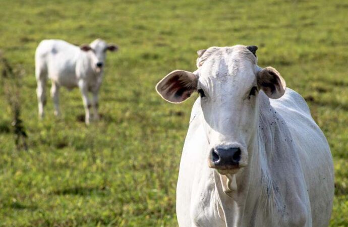 Canadá abre mercado para importação de carne brasileira