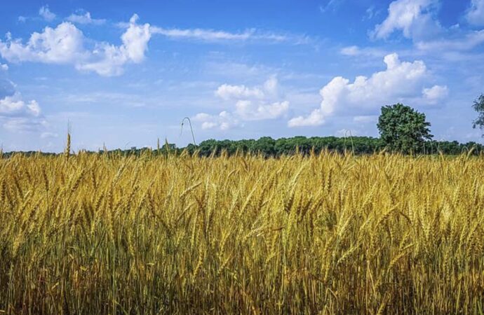 Safra de grãos da Ucrânia deve cair pela metade