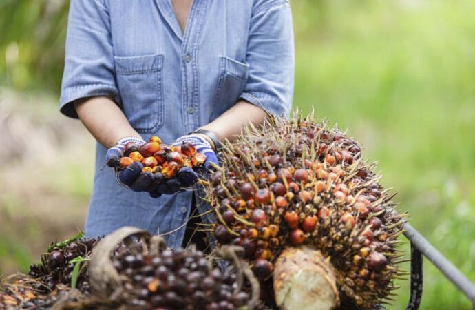 Indonésia suspende taxa de exportações sobre óleo de palma
